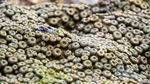 Polyp Prints: Zoanthus sp. Zoanthus is a genus of anthozoans in the family Zoanthidae