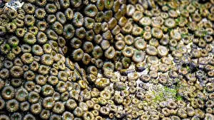 Polyp Prints: Zoanthus sp. Zoanthus is a genus of anthozoans in the family Zoanthidae