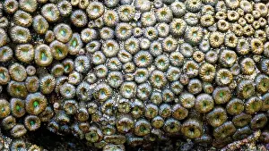 Polyp Prints: Zoanthus sp. Zoanthus is a genus of anthozoans in the family Zoanthidae