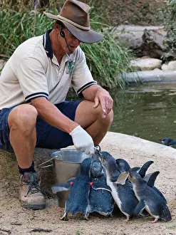 Feeding Prints: ZOO KEEPER HAND FEEDING FAIRY PENGUINS AT MELBOURNE ZOO VICTORIA AUSTRALIA