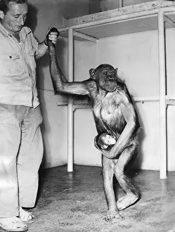 Hominidae Prints: zoology / animals, ape, chimpanzee (Pan)