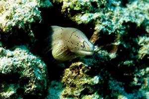 Red Sea Prints: zoology / animals, fish, morays