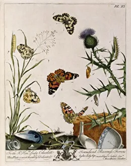 Butterflies Prints: zoology, image of butterflies, from Moses Harris The Aurelian: or