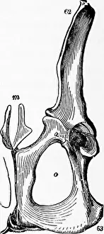Mammalian Prints: Zoology : for students and general readers