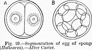 Bookyear1879 Prints: Zoology : for students and general readers