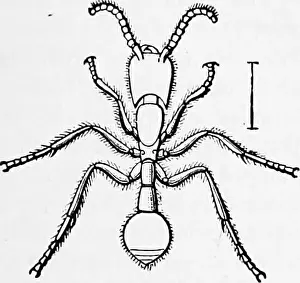 Arthropods Prints: Zoology : for students and general readers