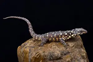 Zoutpansberg Girdled Lizard (Smaug warreni depressus)