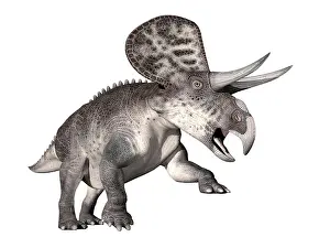Animal Head Prints: Zuniceratops dinosaur, white background