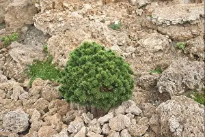 Zwerg-Kiefer (Pinus mugo Mini Mops')